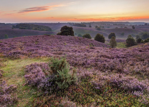 Veluwezoom heide