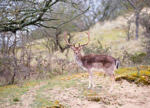 Deer at the Veluwe