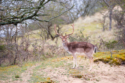 Deer at the Veluwe