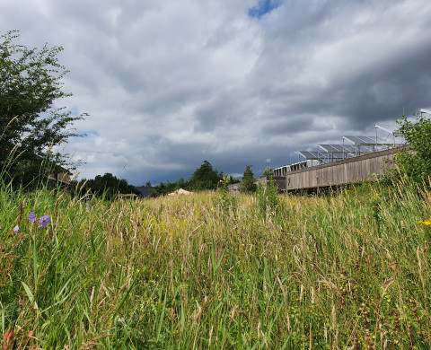 Biodiversity in NIOO's grassland garden in summer