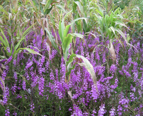 Sorghum field infected with the parasitic plant Striga