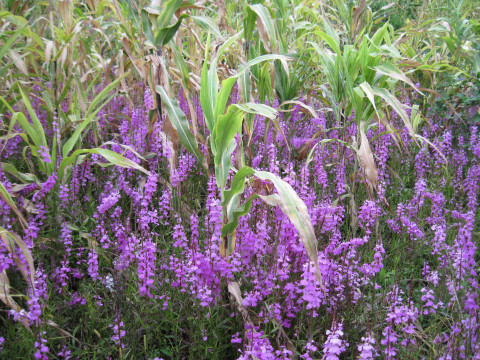 Sorghum field infected with the parasitic plant Striga