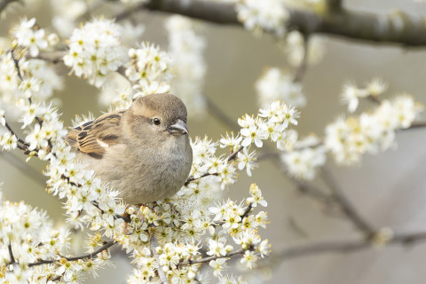 House sparrow in spring