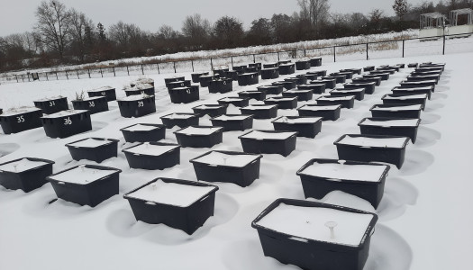 Tubs with soil and fungi covered with snow