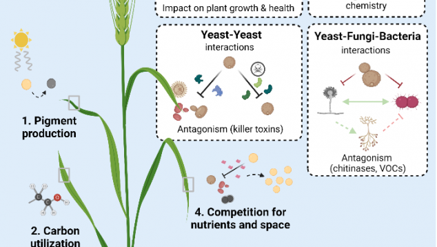 Adaptation and interaction of yeasts