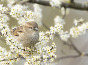 House sparrow in spring