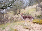 Deer at the Veluwe