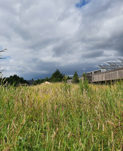Biodiversity in NIOO's grassland garden in summer